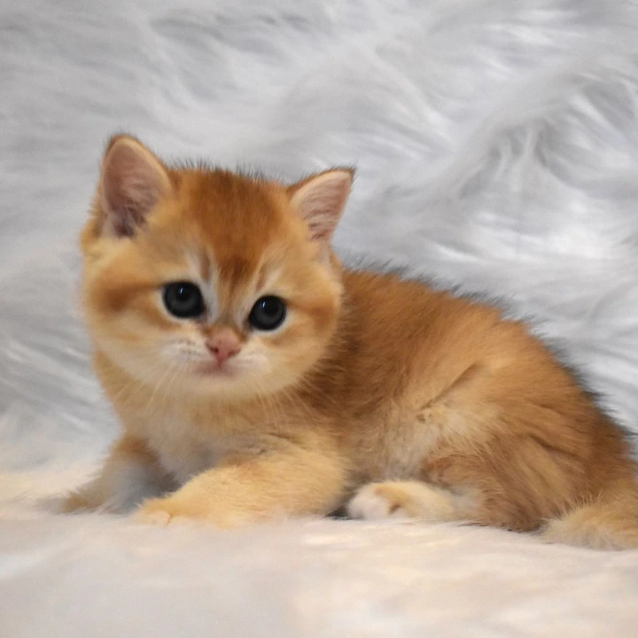 Litter E4 British Shorthair Kittens | Kittens for sale. 