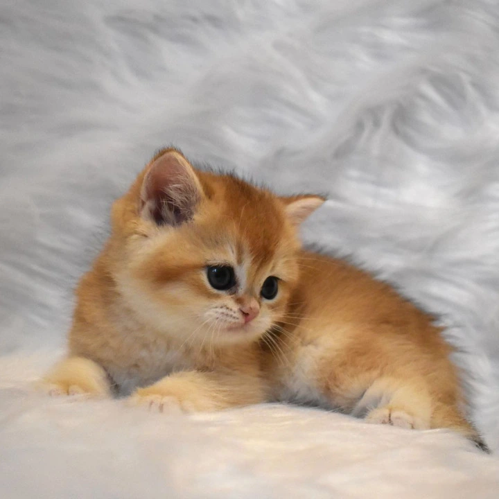 Litter E4 British Shorthair Kittens | Kittens for sale.