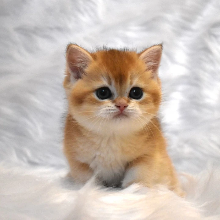 Litter E4 British Shorthair Kittens | Kittens for sale.