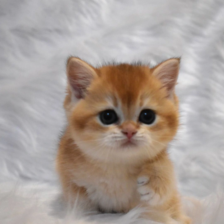 Litter E4 British Shorthair Kittens | Kittens for sale. 