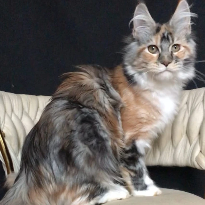 Onika Maine Coon Kittens | Large selection of kittens. 