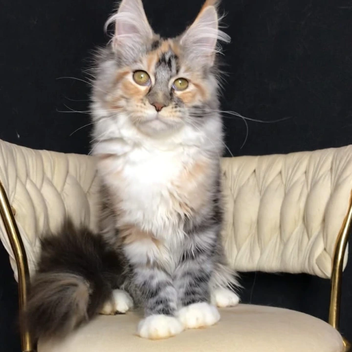 Onika Maine Coon Kittens | Large selection of kittens. 