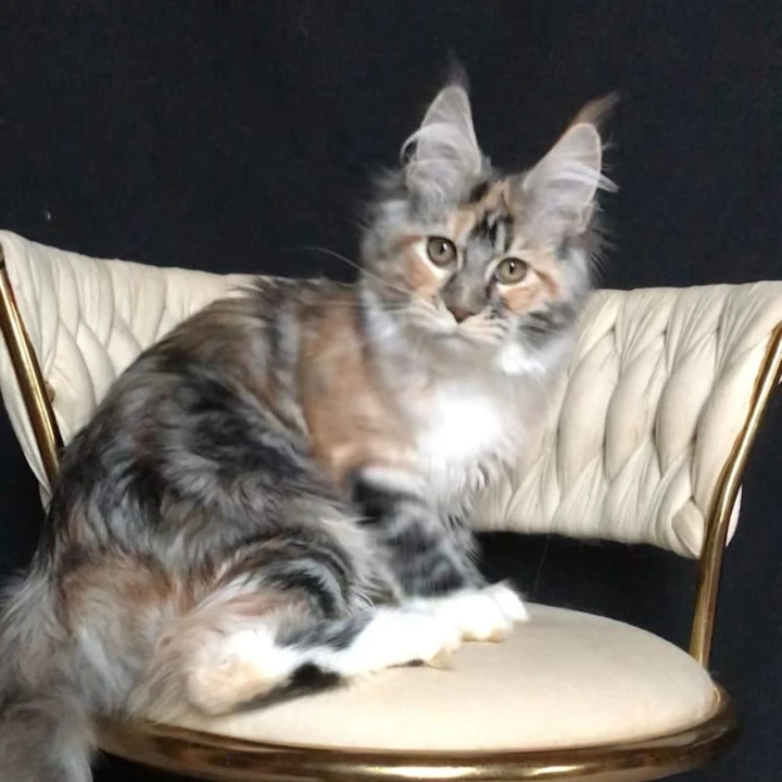Onika Maine Coon Kittens | Large selection of kittens. 