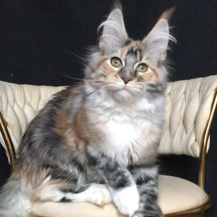 Onika Maine Coon Kittens | Large selection of kittens. 