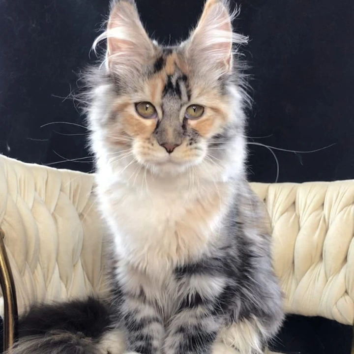 Onika Maine Coon Kittens | Large selection of kittens. 