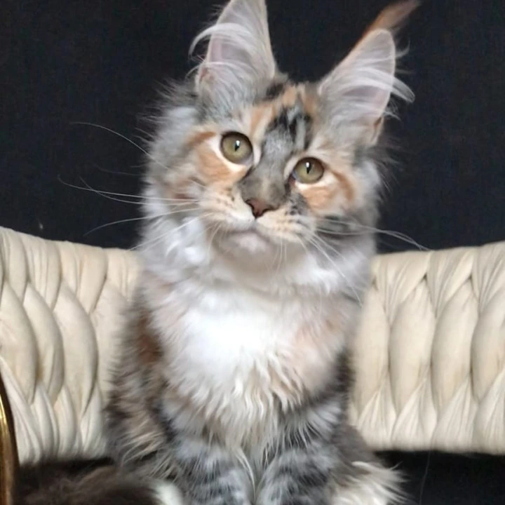 Onika Maine Coon Kittens | Large selection of kittens. 