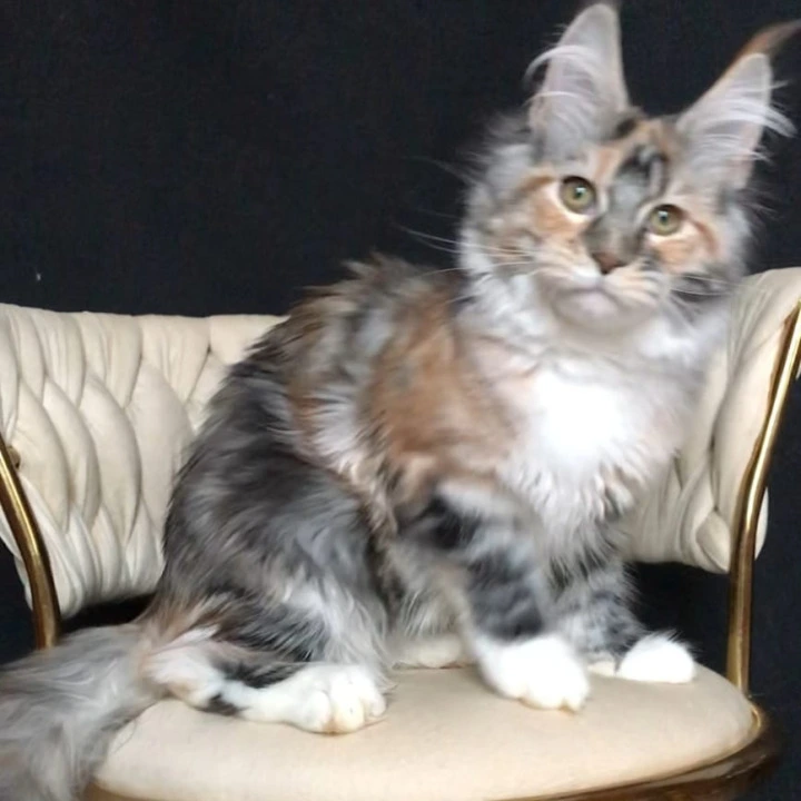 Onika Maine Coon Kittens | Large selection of kittens. 