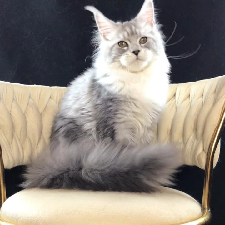 Olympia Maine Coon Kittens | Kitten for sale. 