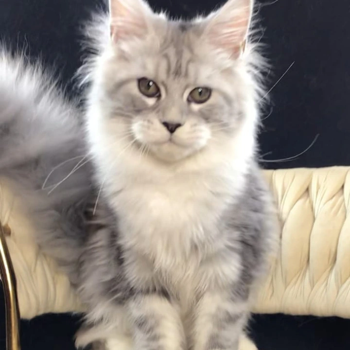 Olympia Maine Coon Kittens | Kitten for sale. 