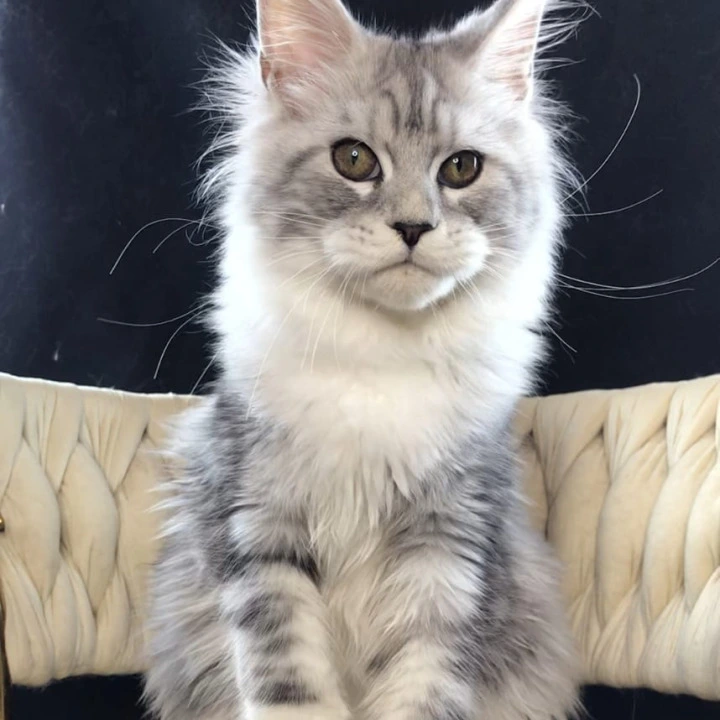 Olympia Maine Coon Kittens | Kitten for sale. 