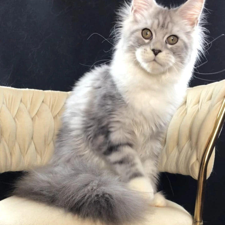 Olympia Maine Coon Kittens | Kitten for sale. 
