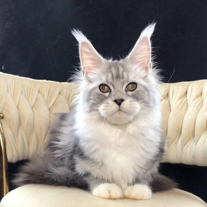 Olympia Maine Coon Kittens | Kitten for sale. 
