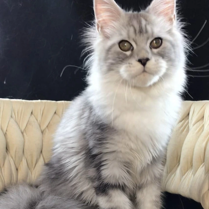 Olympia Maine Coon Kittens | Kitten for sale. 