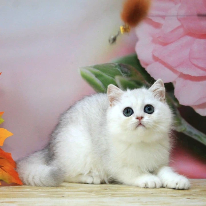 Harper British Shorthair Kittens | Kitten for sale. 