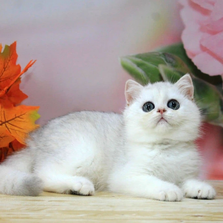 Harper British Shorthair Kittens | Kitten for sale.