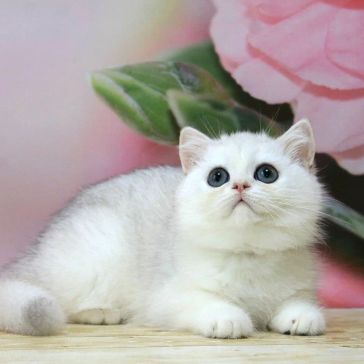 Harper British Shorthair Kittens | Kitten for sale.