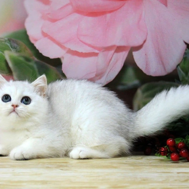 Harper British Shorthair Kittens | Kitten for sale.