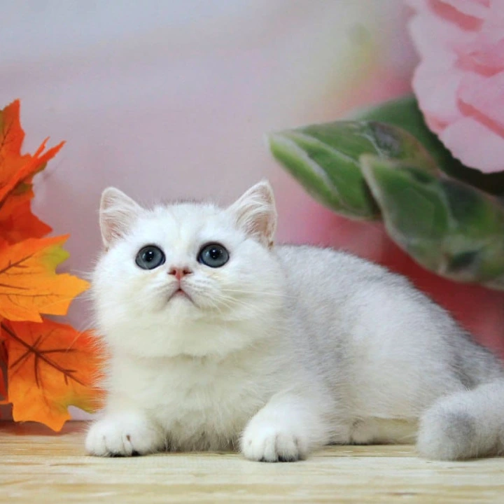 Harper British Shorthair Kittens | Kitten for sale. 