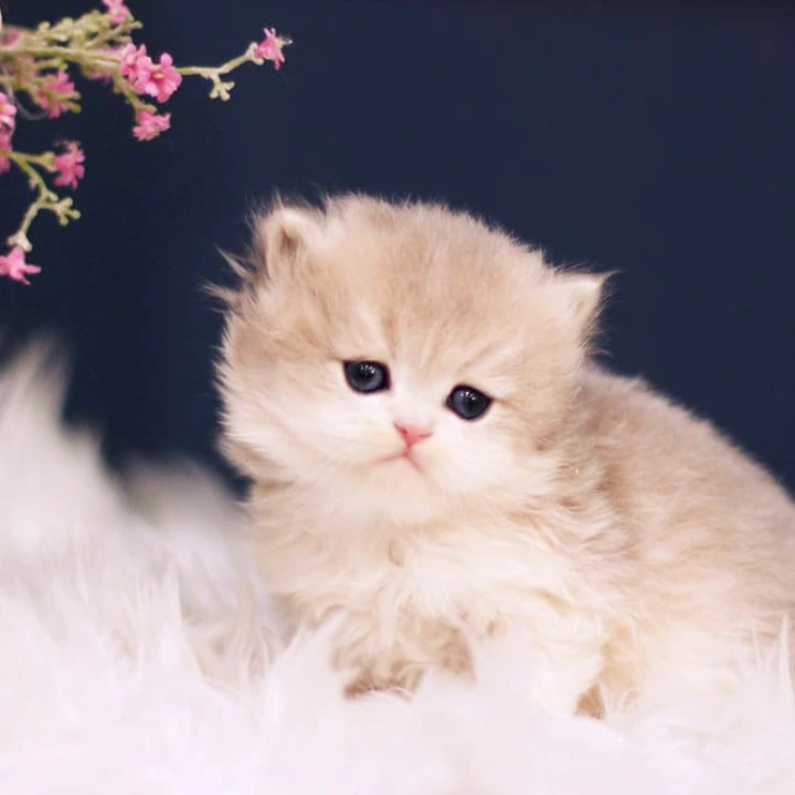 Quinn British Longhair Kittens | Kittens for sale. 