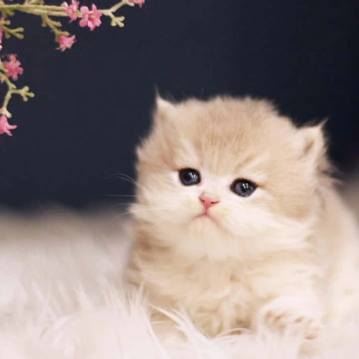 Quinn British Longhair Kittens | Kittens for sale. 