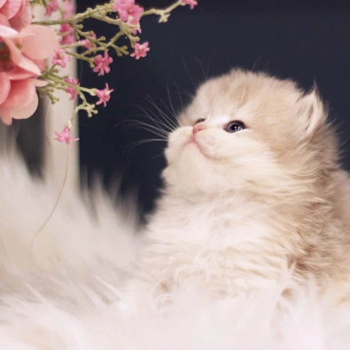 Quinn British Longhair Kittens | Kittens for sale. 