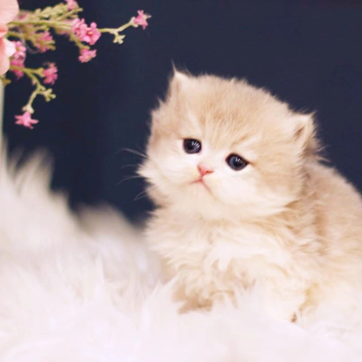 Quinn British Longhair Kittens | Kittens for sale. 