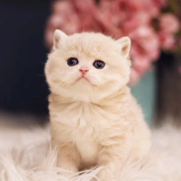 Quilla British Shorthair Kittens | Kitten for sale. 