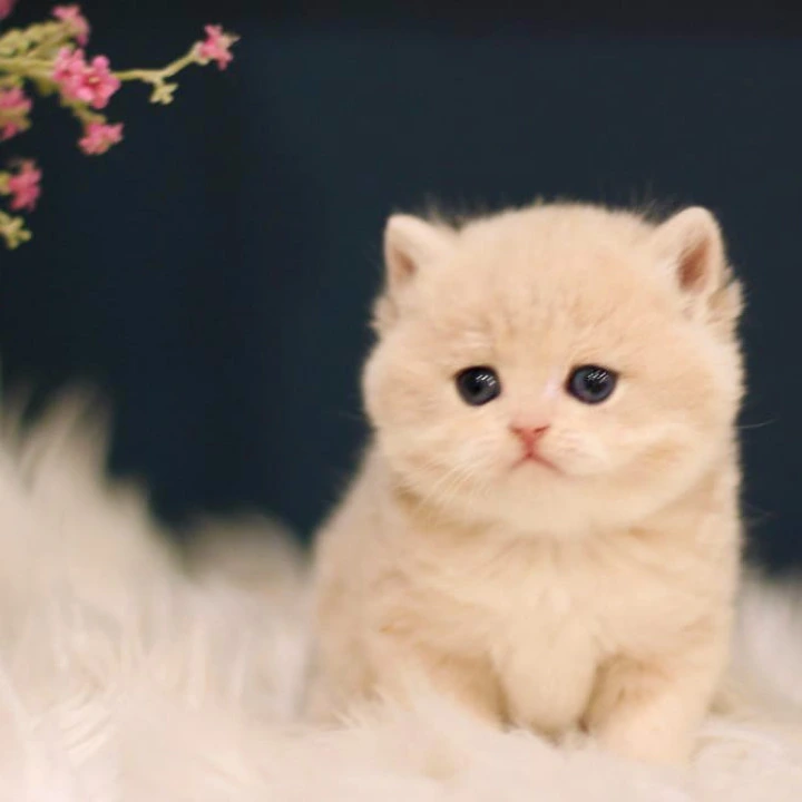 Quilla British Shorthair Kittens | Kitten for sale.