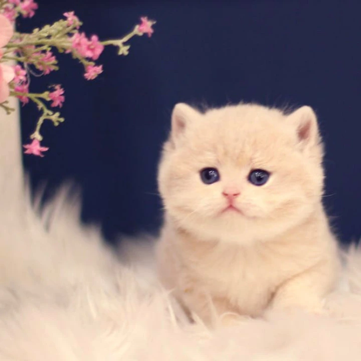 Quilla British Shorthair Kittens | Kitten for sale.