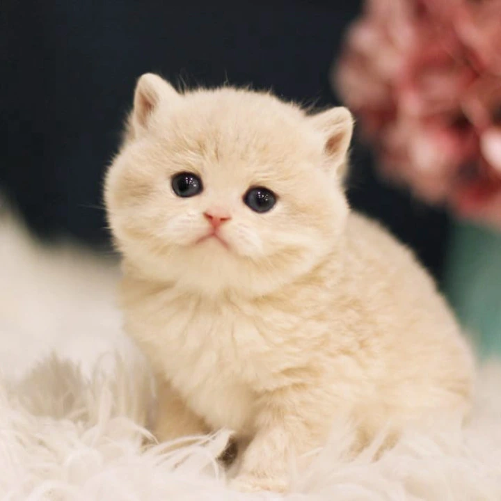 Quilla British Shorthair Kittens | Kitten for sale. 