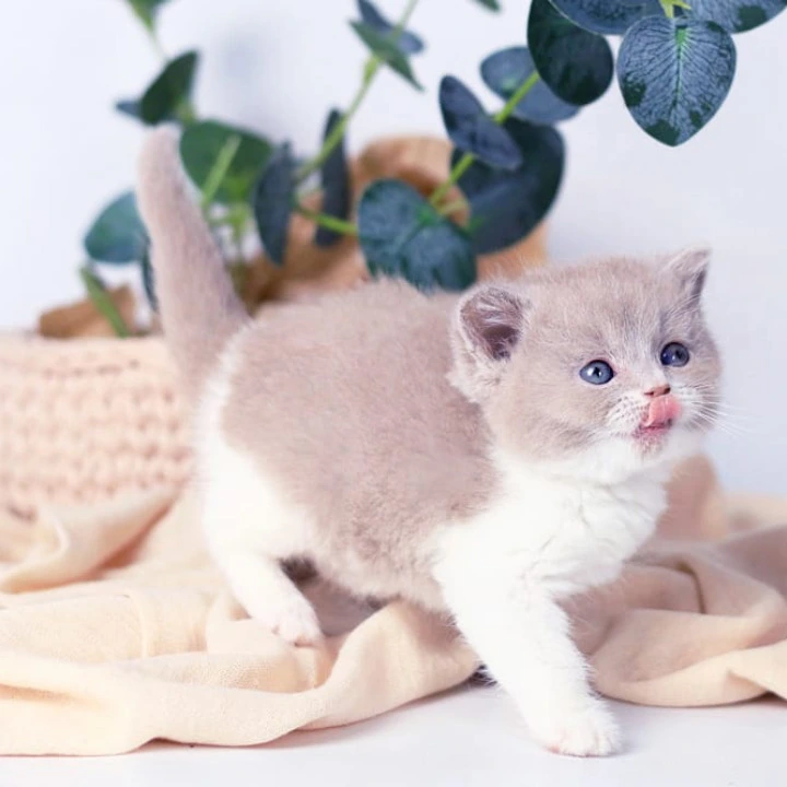 Caitlin British Shorthair Kittens | Buy a kitten. 