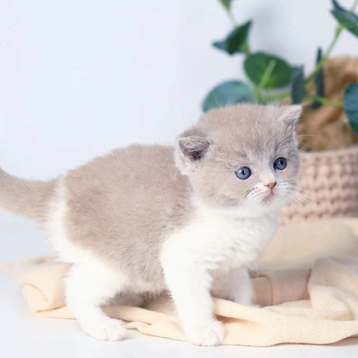 Caitlin British Shorthair Kittens | Buy a kitten.
