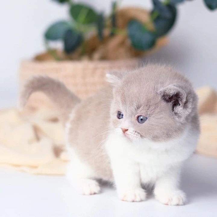 Caitlin British Shorthair Kittens | Buy a kitten.