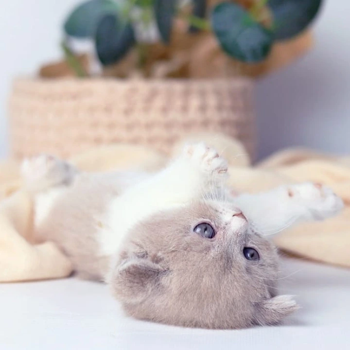 Caitlin British Shorthair Kittens | Buy a kitten.