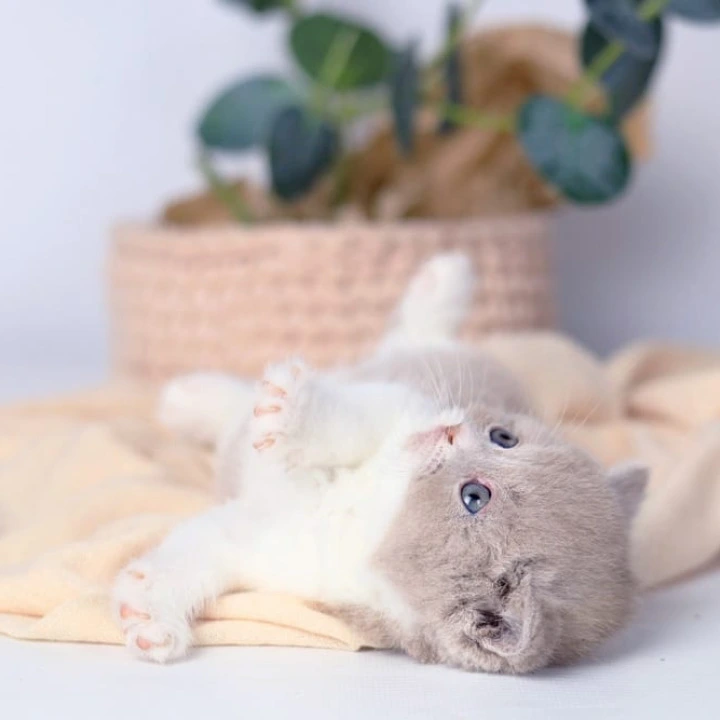Caitlin British Shorthair Kittens | Buy a kitten. 