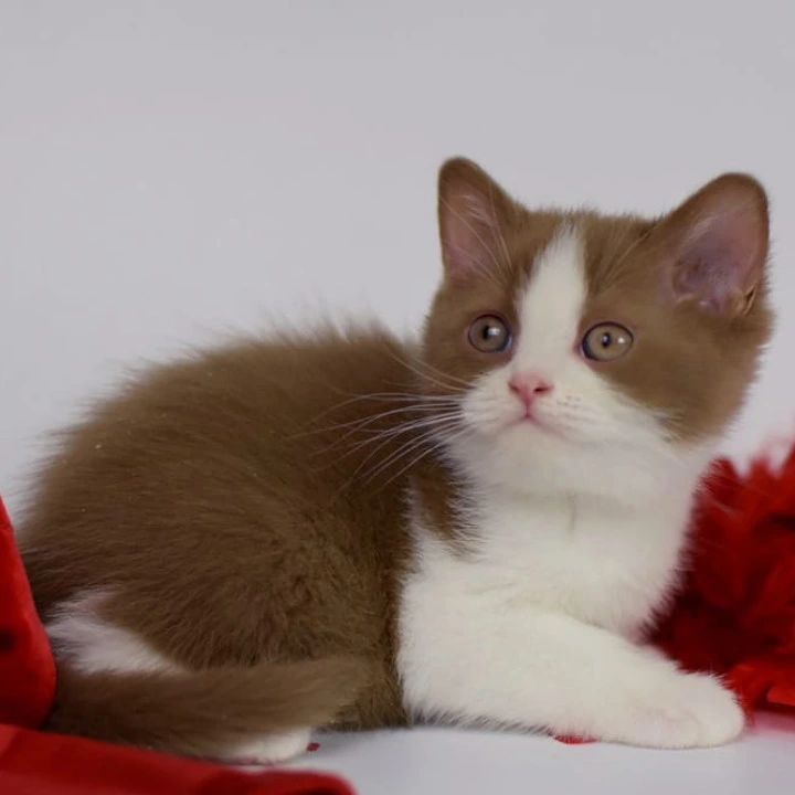 Simca British Shorthair Kittens | Buy a kitten. 