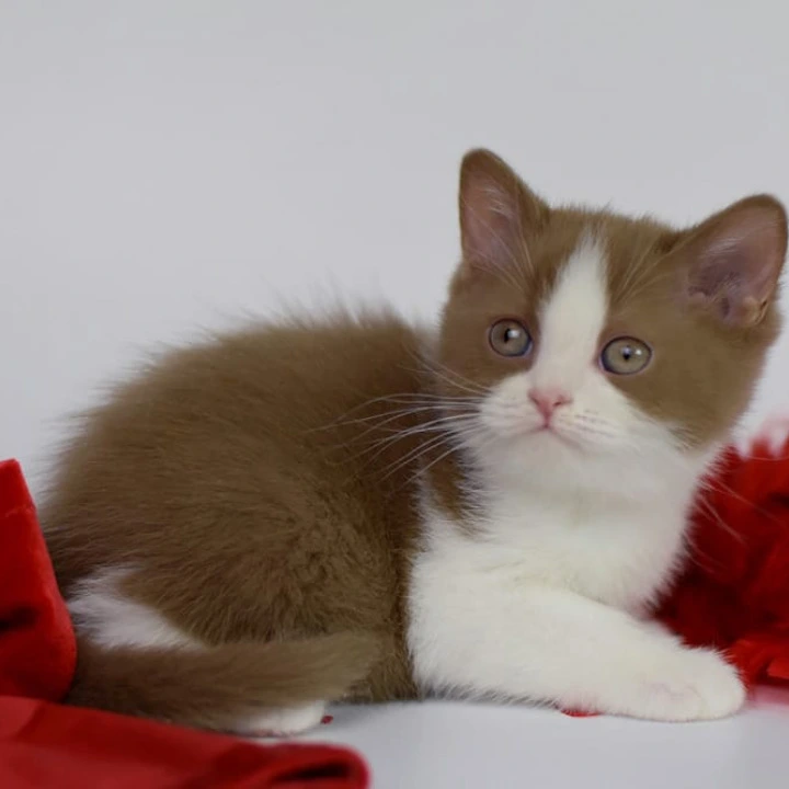 Simca British Shorthair Kittens | Buy a kitten. 