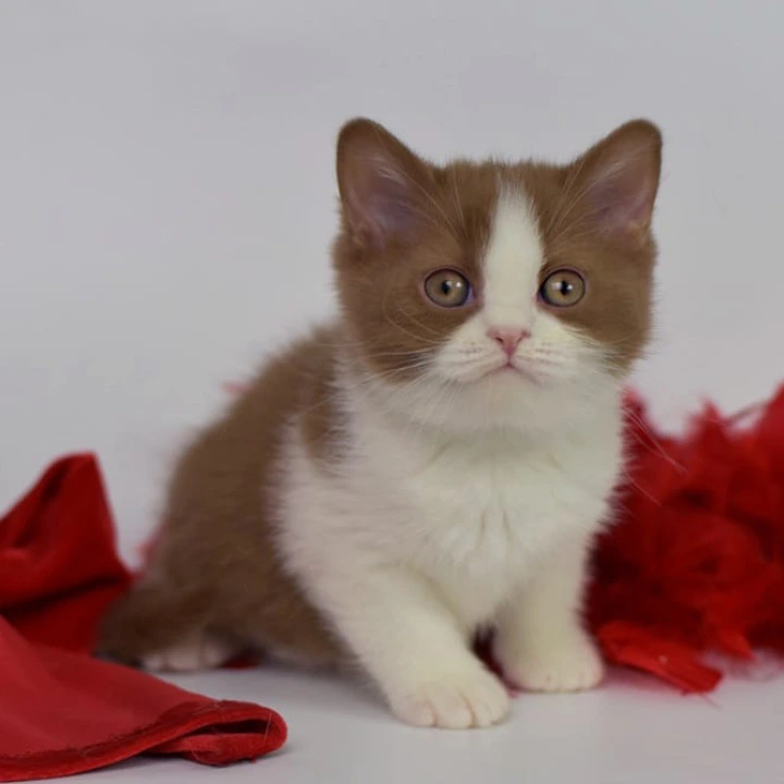 Simca British Shorthair Kittens | Buy a kitten. 