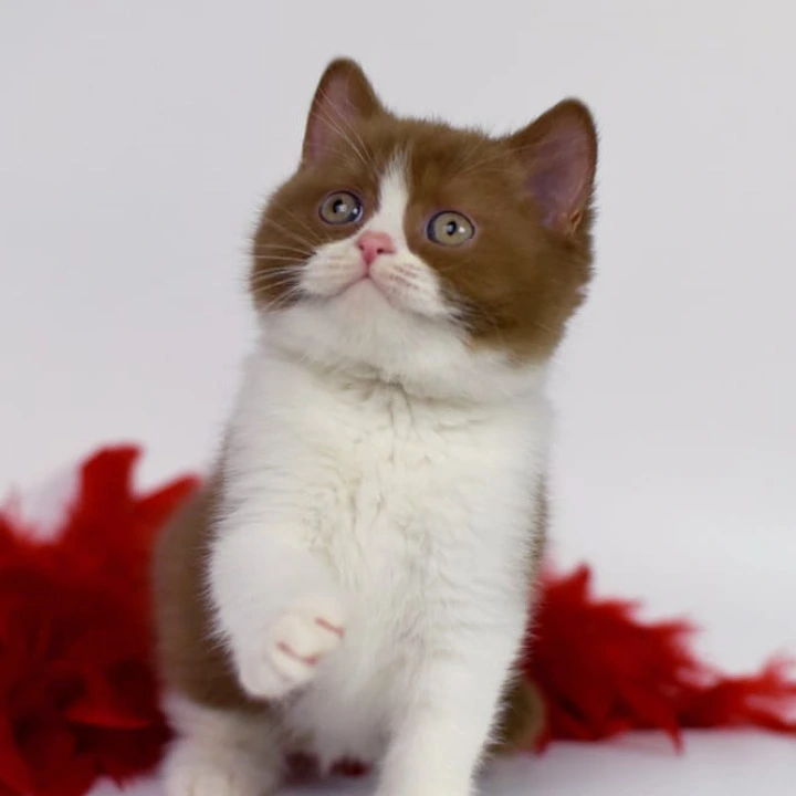 Santa British Shorthair Kittens | Kitten for sale. 