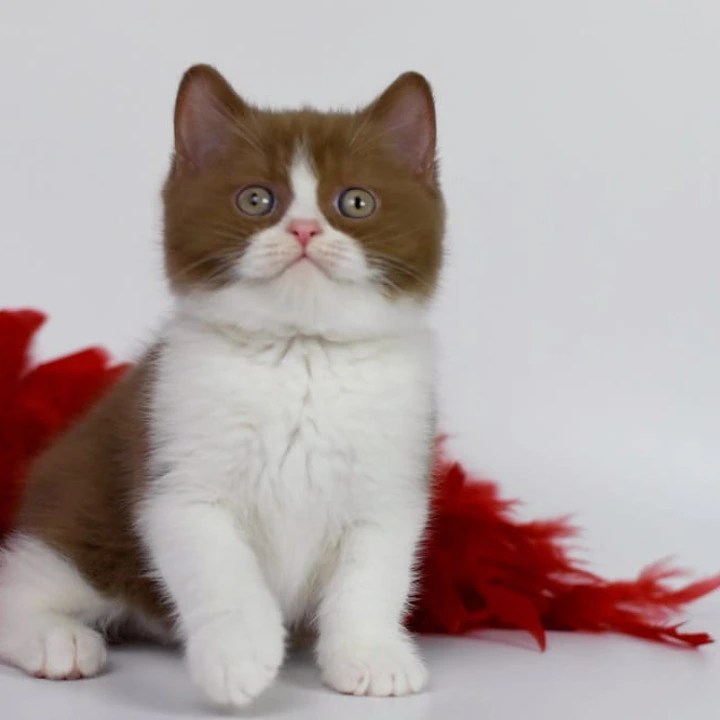 Santa British Shorthair Kittens | Kitten for sale. 