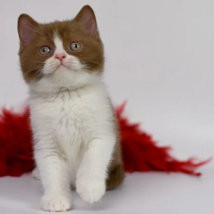 Santa British Shorthair Kittens | Kitten for sale. 