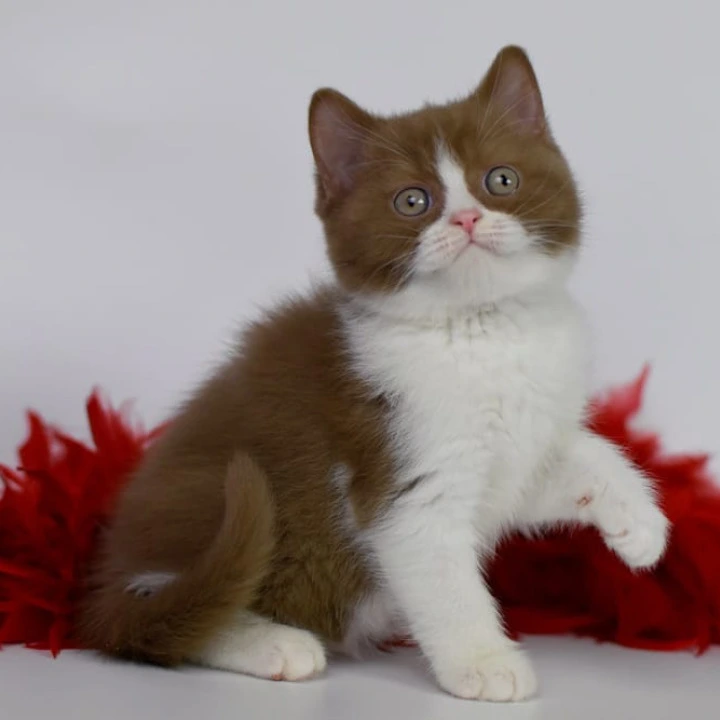 Santa British Shorthair Kittens | Kitten for sale. 