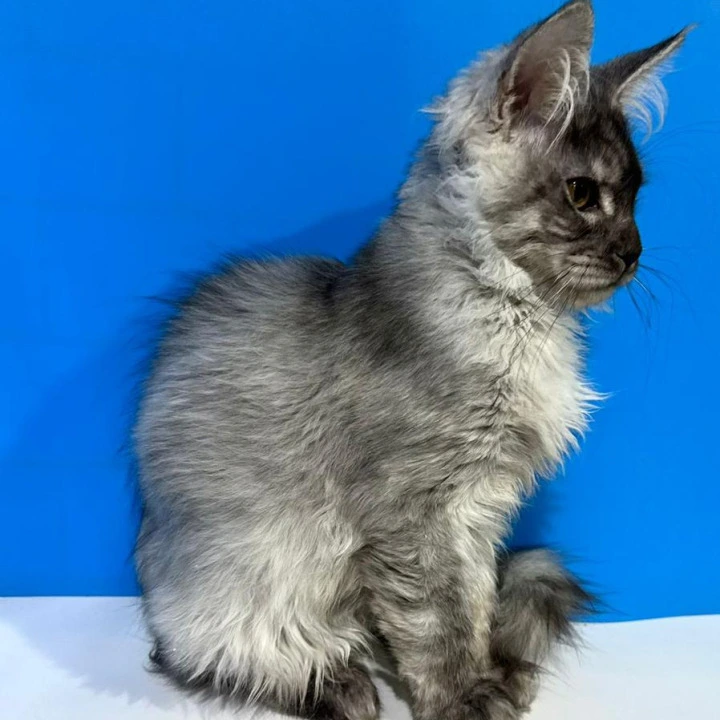 Inora Maine Coon Kittens | Large selection of kittens. 