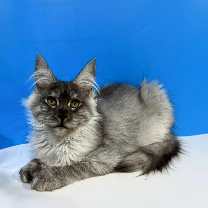 Inora Maine Coon Kittens | Large selection of kittens. 