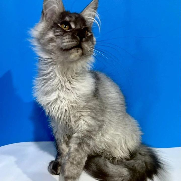 Inora Maine Coon Kittens | Large selection of kittens. 