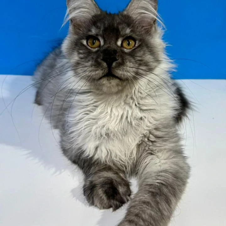 Inora Maine Coon Kittens | Large selection of kittens. 
