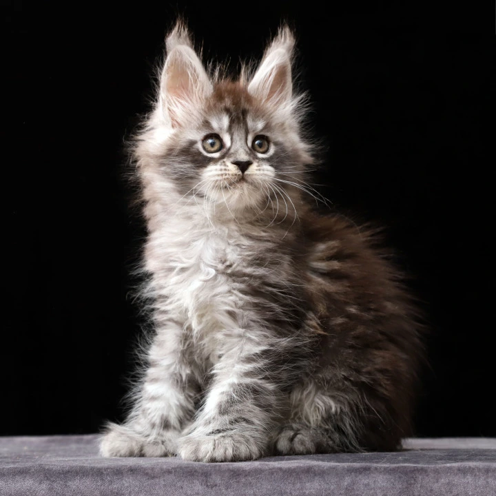 Otto Polydactyl Local - Pickup Today! | Kitten for sale. 