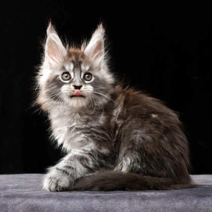 Otto Polydactyl Local - Pickup Today! | Kitten for sale. 