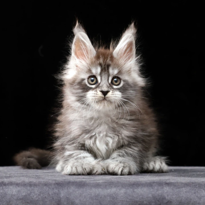 Otto Polydactyl Local - Pickup Today! | Kitten for sale. 