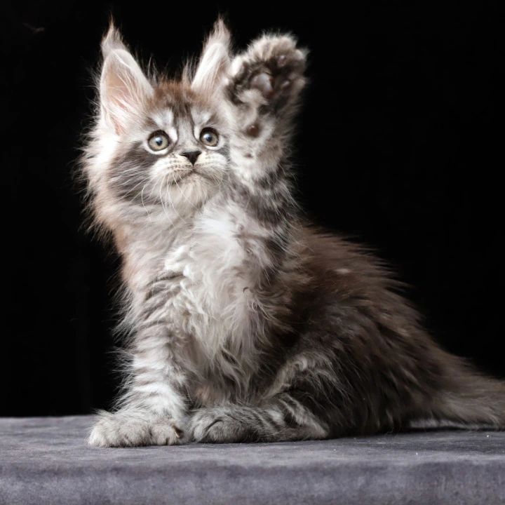 Otto Polydactyl Local - Pickup Today! | Kitten for sale. 